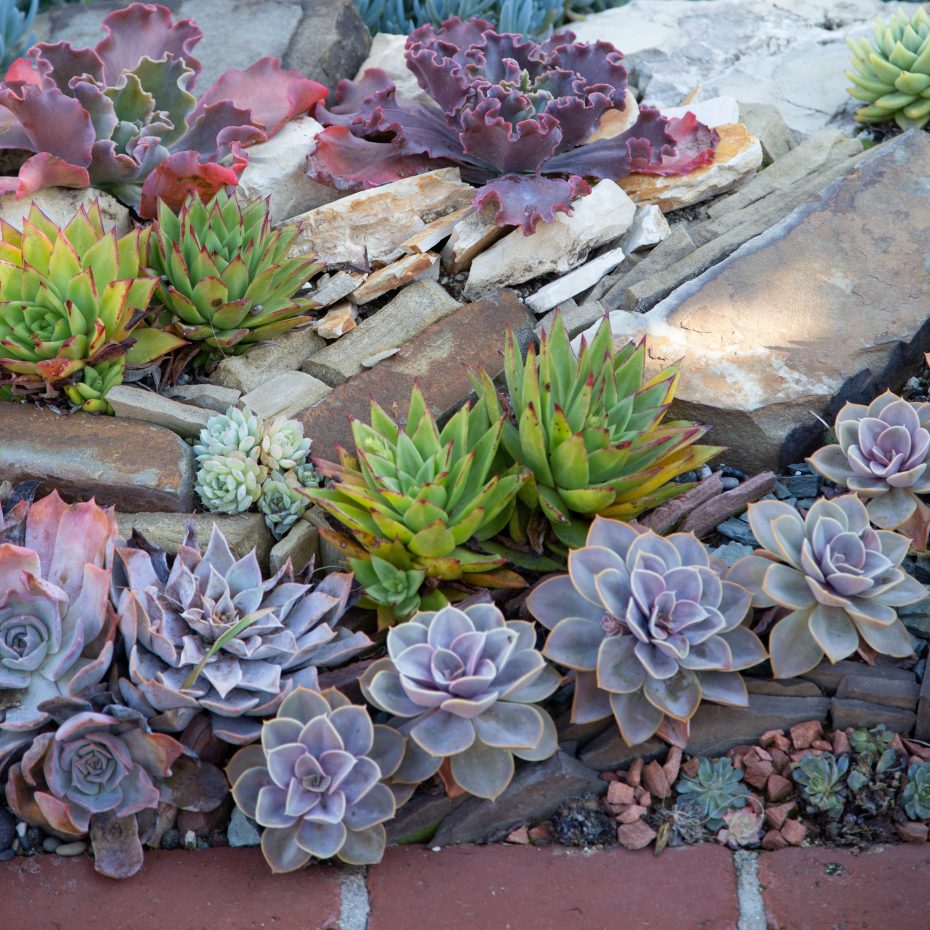 echeverias sherman gardens