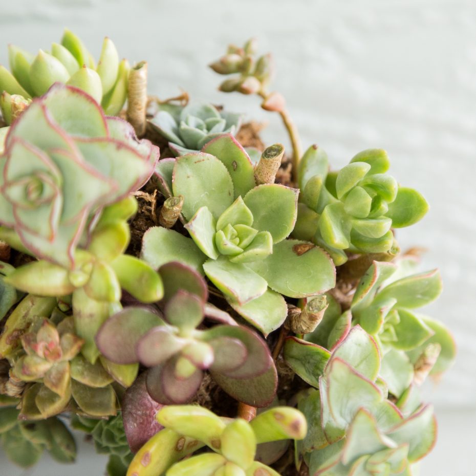 echeverias succulent wreath