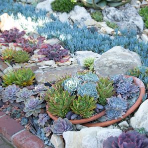 echeverias succulents sempervivums sherman gardens