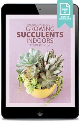 ipad essential guide to growing succulents indoors ebook