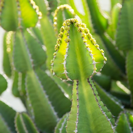 euphorbia cooperi poisonous sap backlit glowing