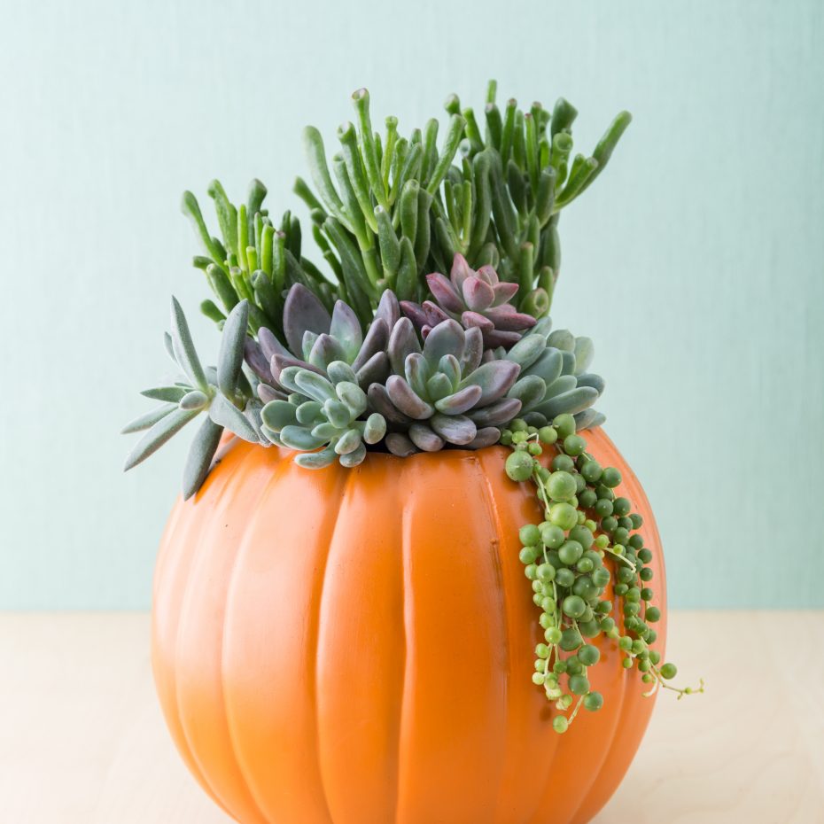 fake pumpkin succulent planter fall