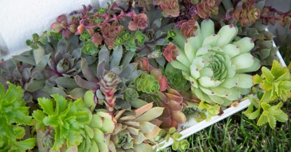 sedums and sempervivums after spring fertilizer