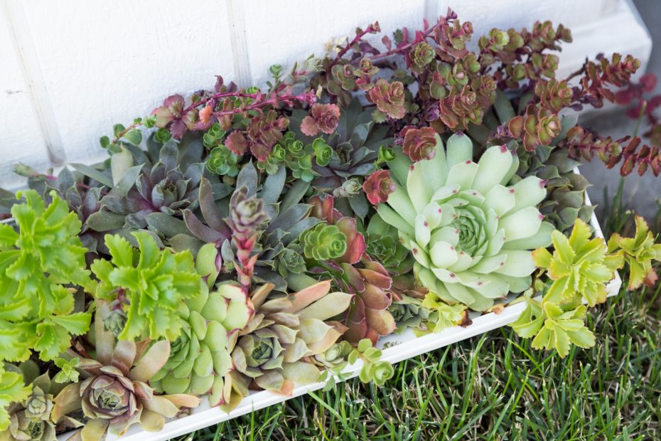 cold hardy sedums and sempervivums 2 months after manure tea fertilizer