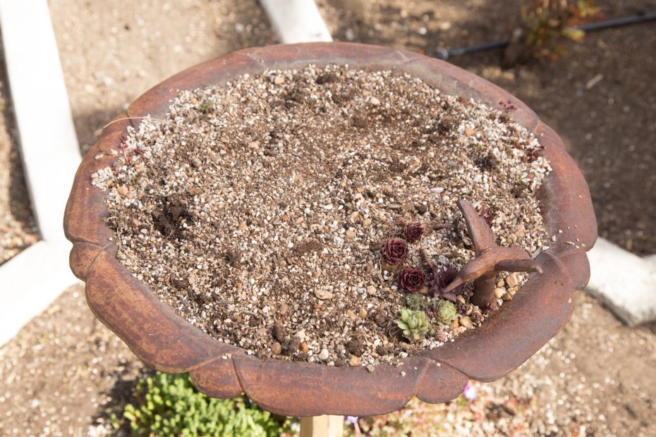 only a few succulents in bird bath planter