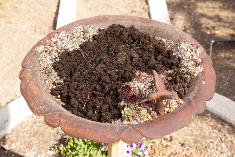 clay like soil bird bath succulent planter