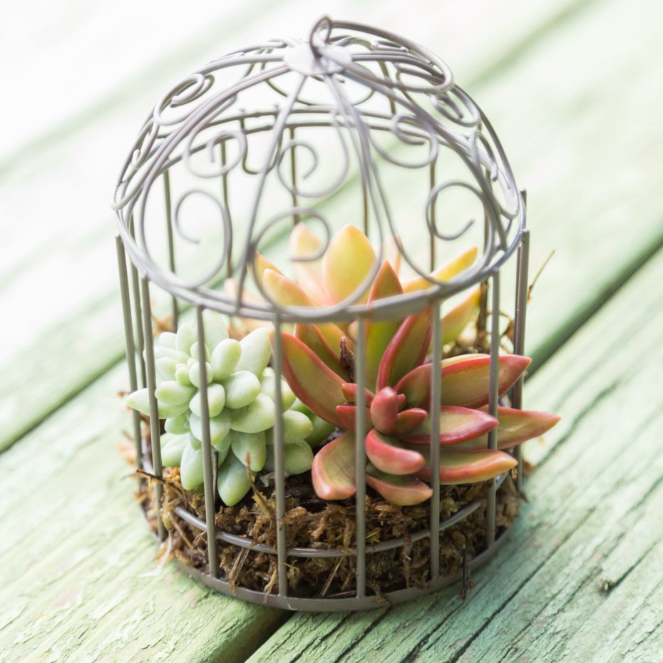 finished mini succulent garden bird cage