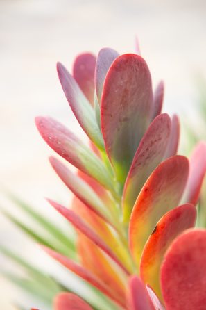 flapjacks kalanchoe