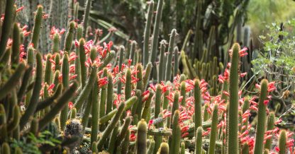 flowering cactus huntington library