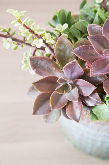 succulent arrangement design color scheme graptoveria fred ives portulacaria afra variegata