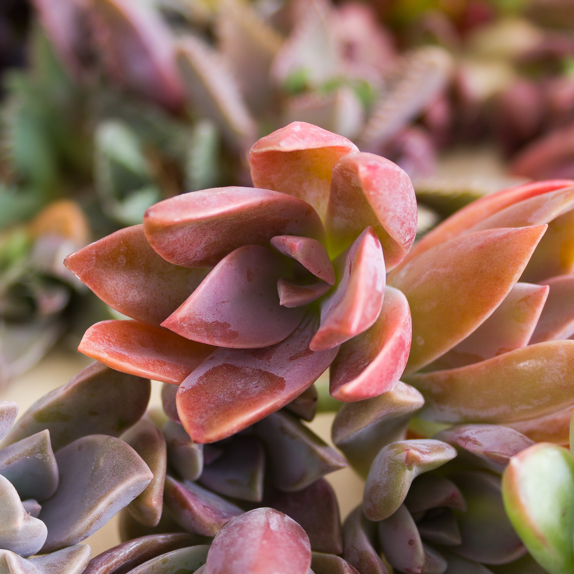 pink fred ives succulent cuttings