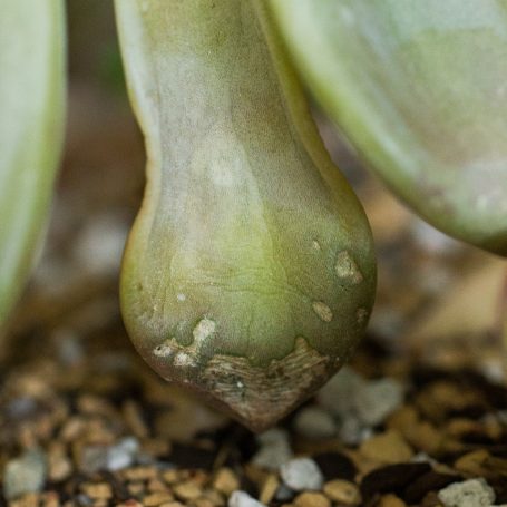 frost damage succulent