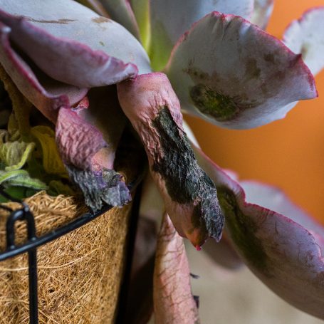 frost damaged echeveria