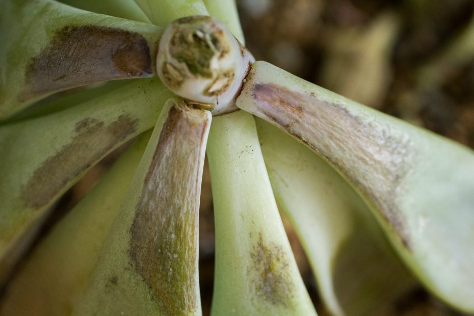 frost damaged succulent