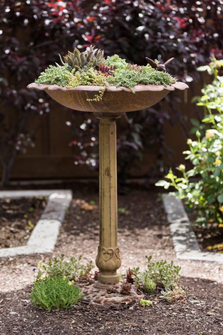 finished bird bath succulent planter sempervivums sedums cold hardy