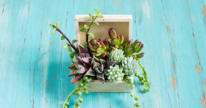 wooden box filled with succulent cuttings