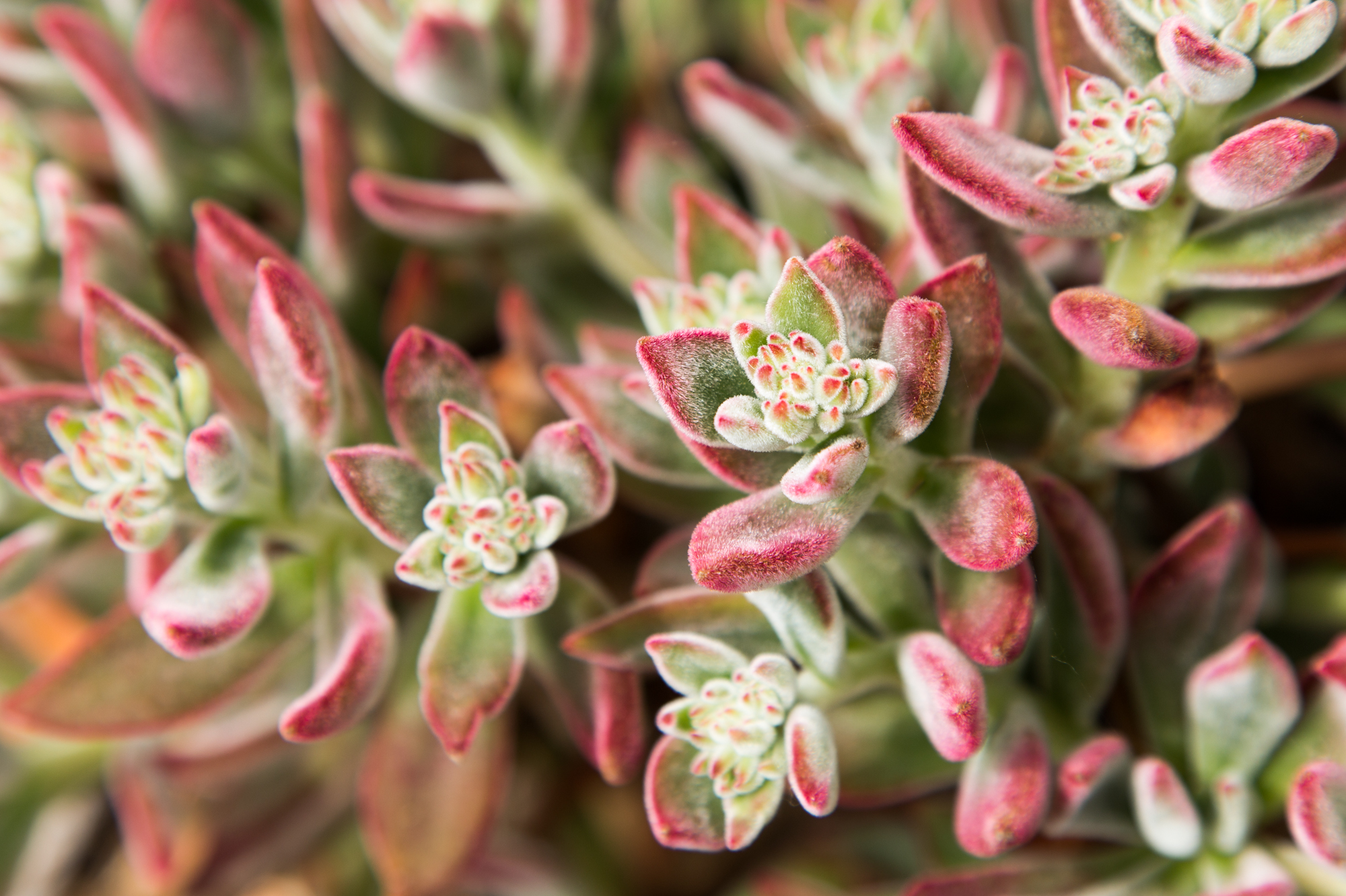 fuzzy pink echeveria