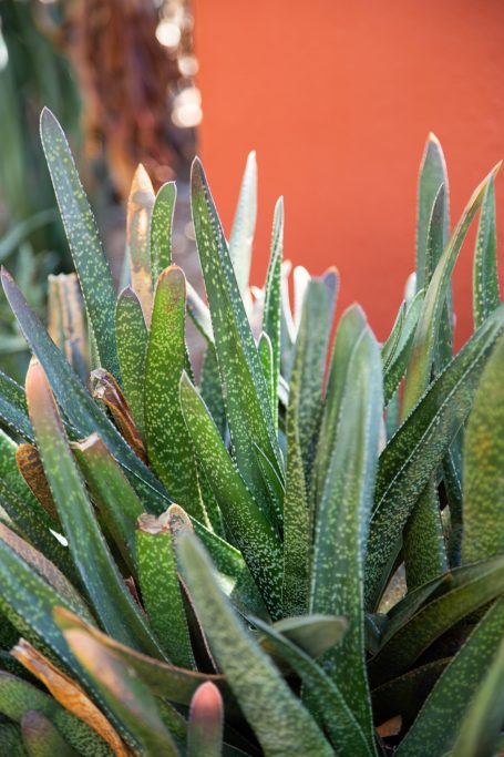 gasteria leaves desert botanical garden red wall