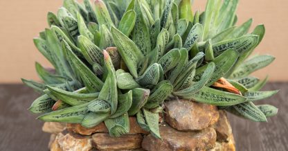 gasteria little warty cluster