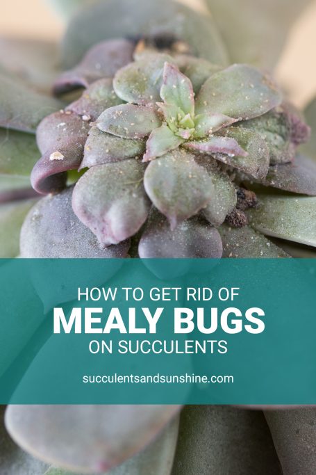 eliminate mealy bugs on succulents echeveria purple