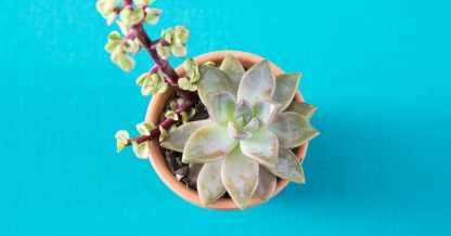 indoor terra cotta pot succulents ghost plant elephant food tips