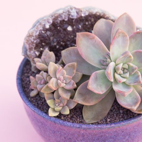 ghosty succulent purple top dressing