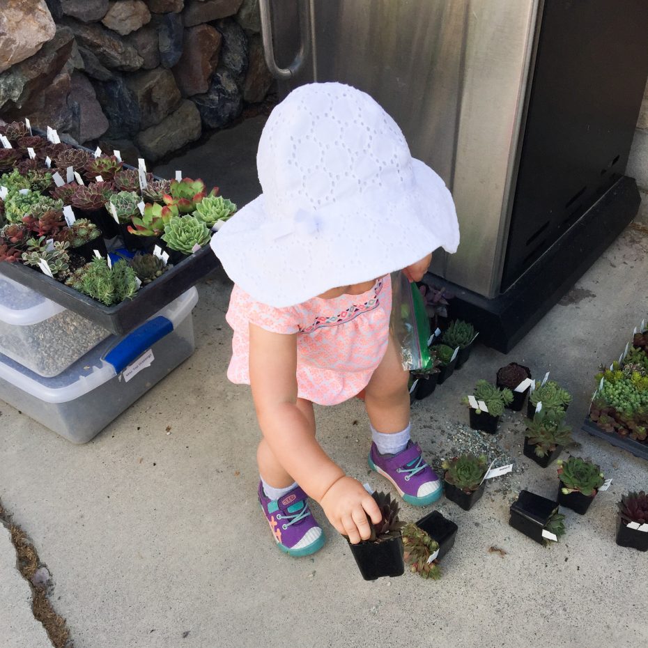 girl picking up sempervivum succulents