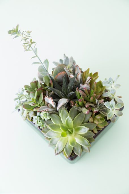 give succulent arrangements presents