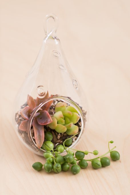 glass succulent terrarium