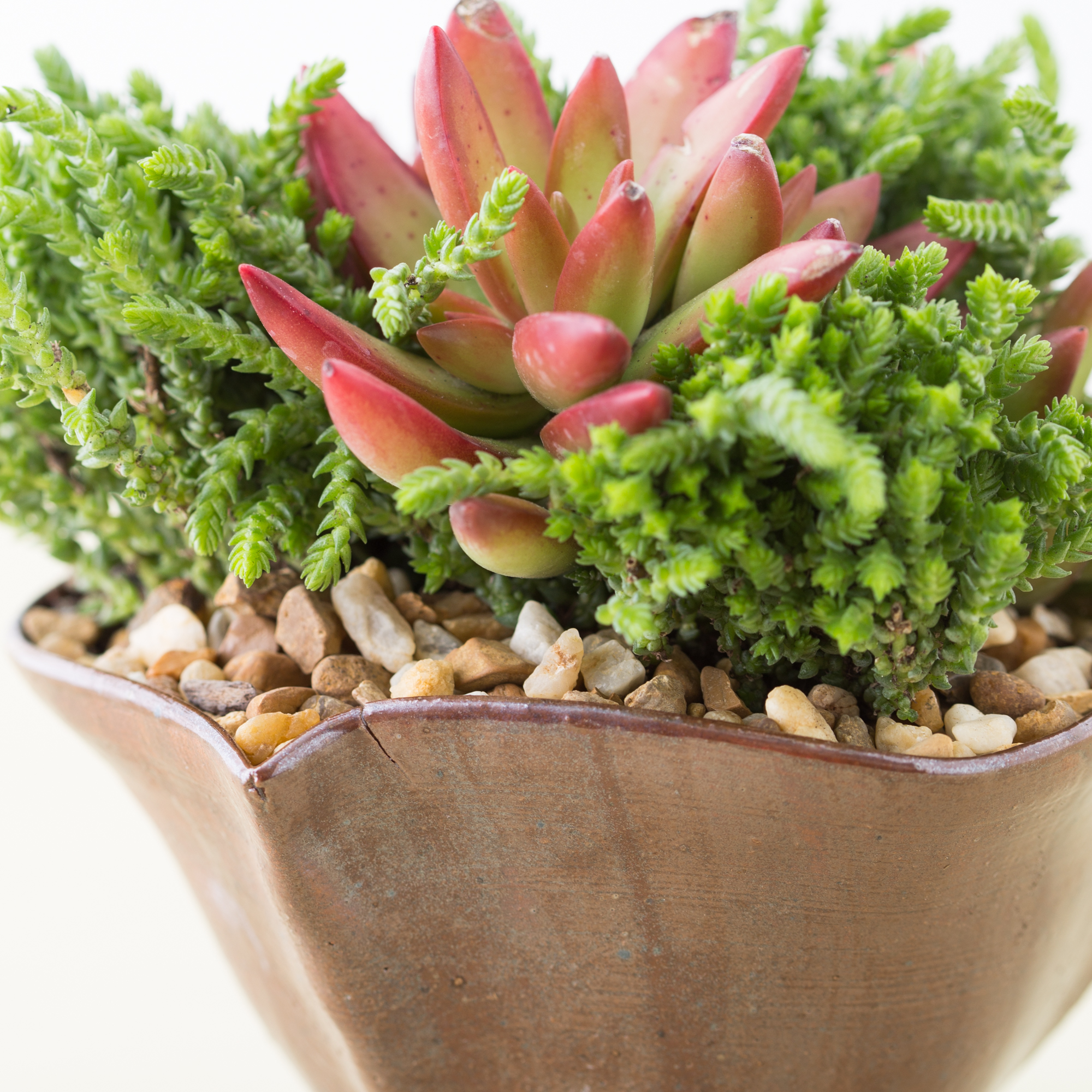 gold rock top dressing succulents