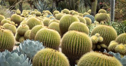 golden barrel cactus clusters