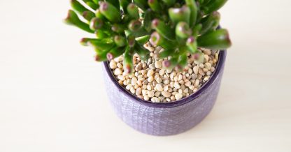 how to plant succulents in pots gollum jade purple pot top dressing