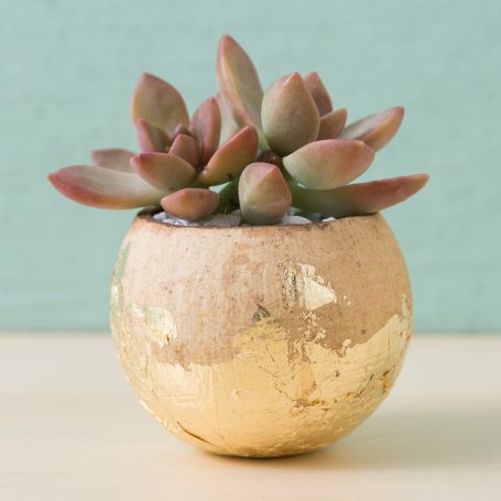 gold leaf bell cup planter succulents graptosedum california sunset