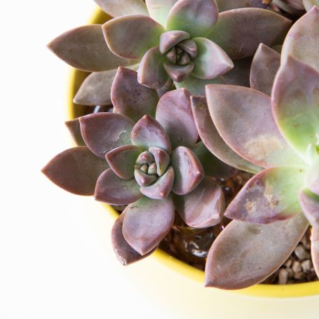 easy to propagate succulent graptosedum california sunset