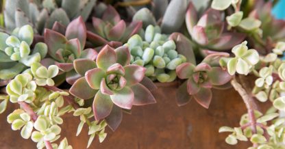 graptosedum california sunset portulacaria afra sedum clavatum kalanchoe tomentosa