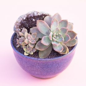 graptosedum ghosty purple pot