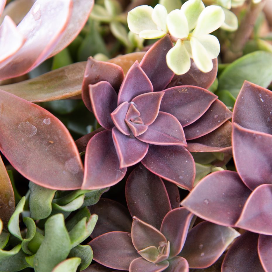 easily propagate graptoveria fred ives from leaves cuttings