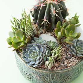 green blue succulents