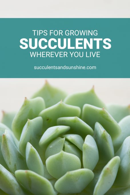 blue green echeveria tips for growing succulents wherever you live