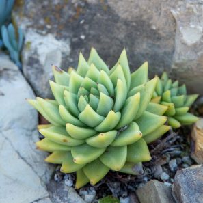 green echeveria sherman gardens