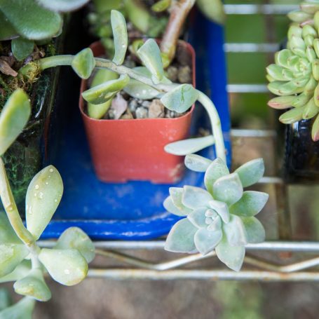 green succulents planter shelf succulent garden