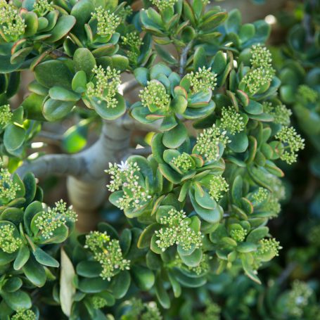 crassula ovata hummel's sunset jade green red edges