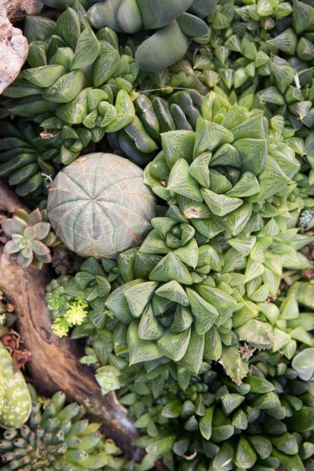 monochoromatic succulent arrangement euphorbia obesa haworthia mutica turgida green