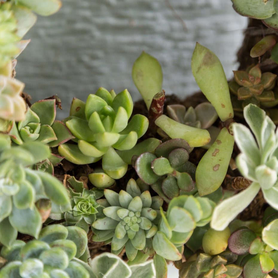 green succulents wreath cleanup