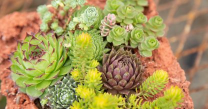 group of hardy sempervivums sedums