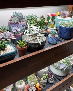 grow lights succulents