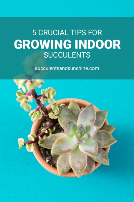 crucial tips for growing succulents indoors variegated elephant bush ghost plant