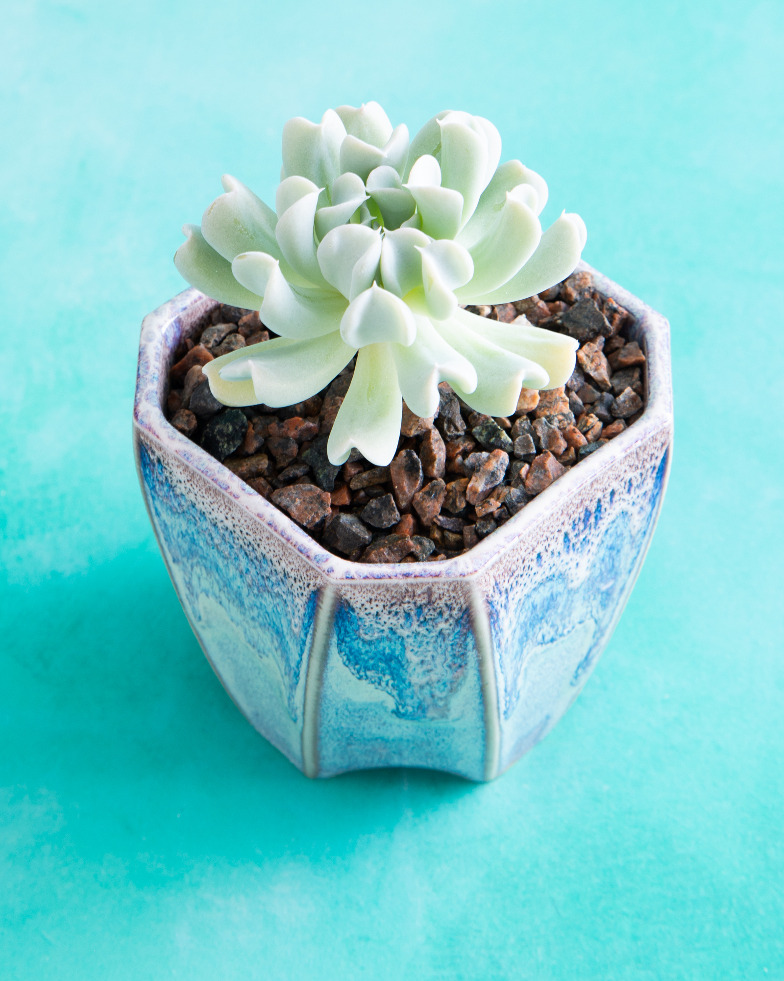 hammerly ceramics pottery succulents