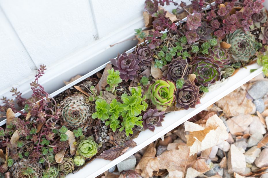 sempervivums sedums cold hardy after winter before fertilizer