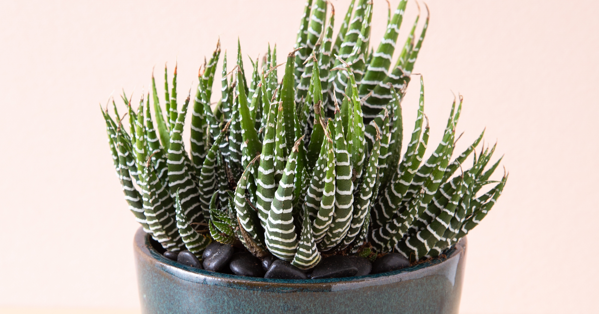 haworthiopsis fasciata zebra plant close up